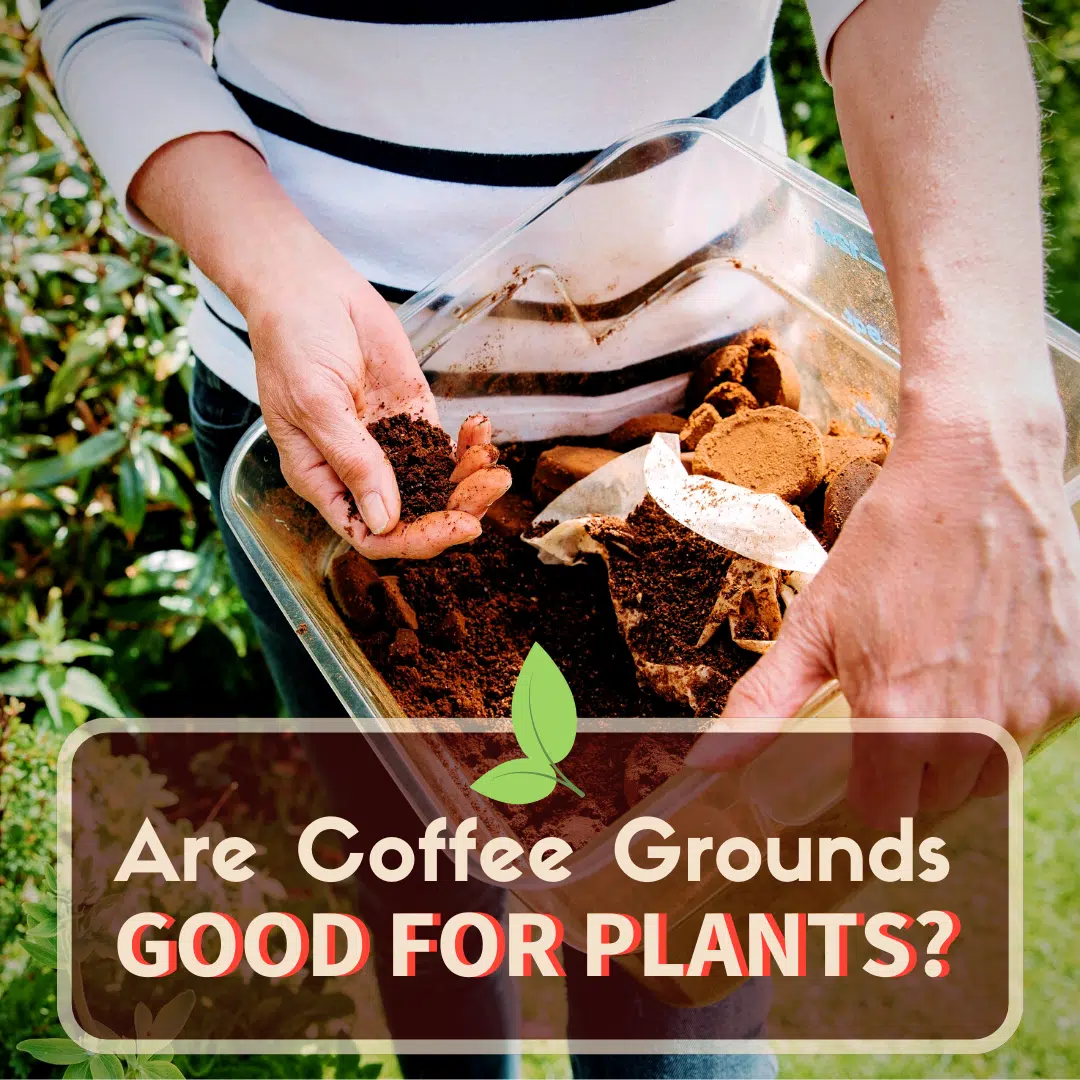 are coffee grounds good for plants?