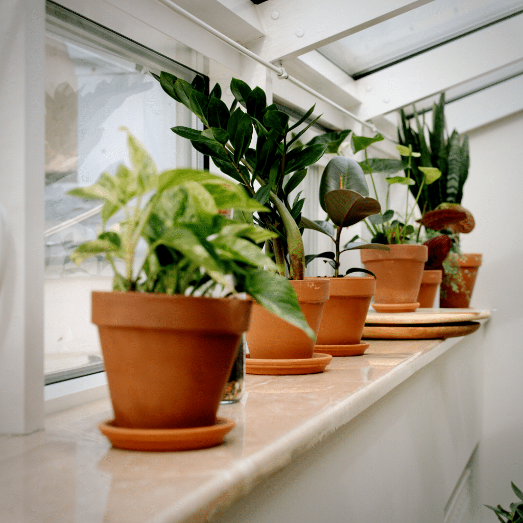 Are Coffee Grounds Good for Plants Indoors?