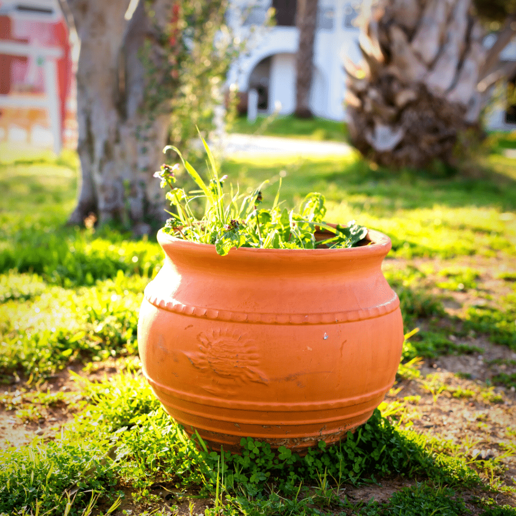 Are Coffee Grounds Good for Plants in Pots?