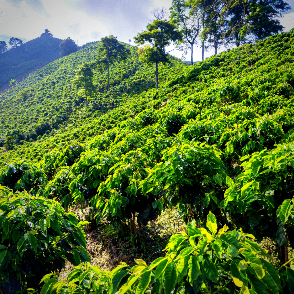 single origin coffee