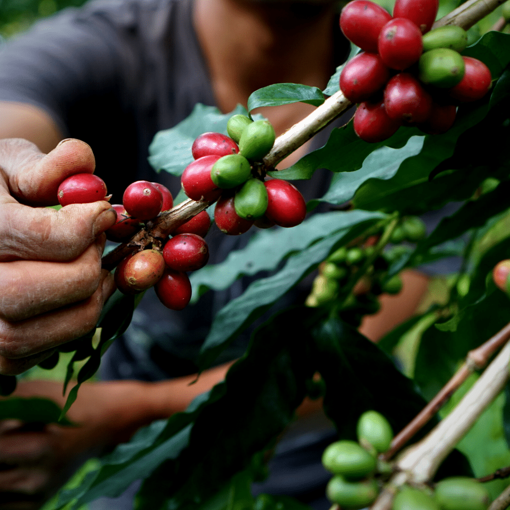 single origin coffee