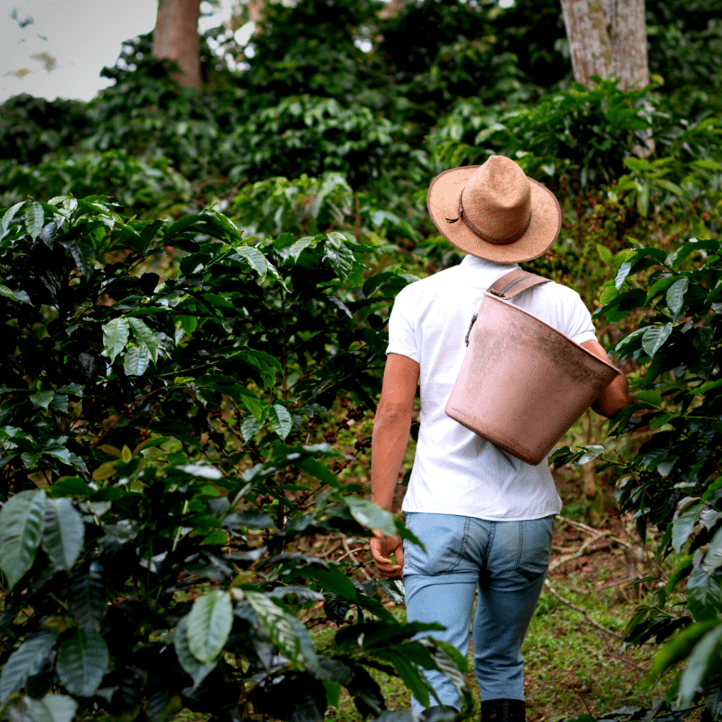 single origin coffee
