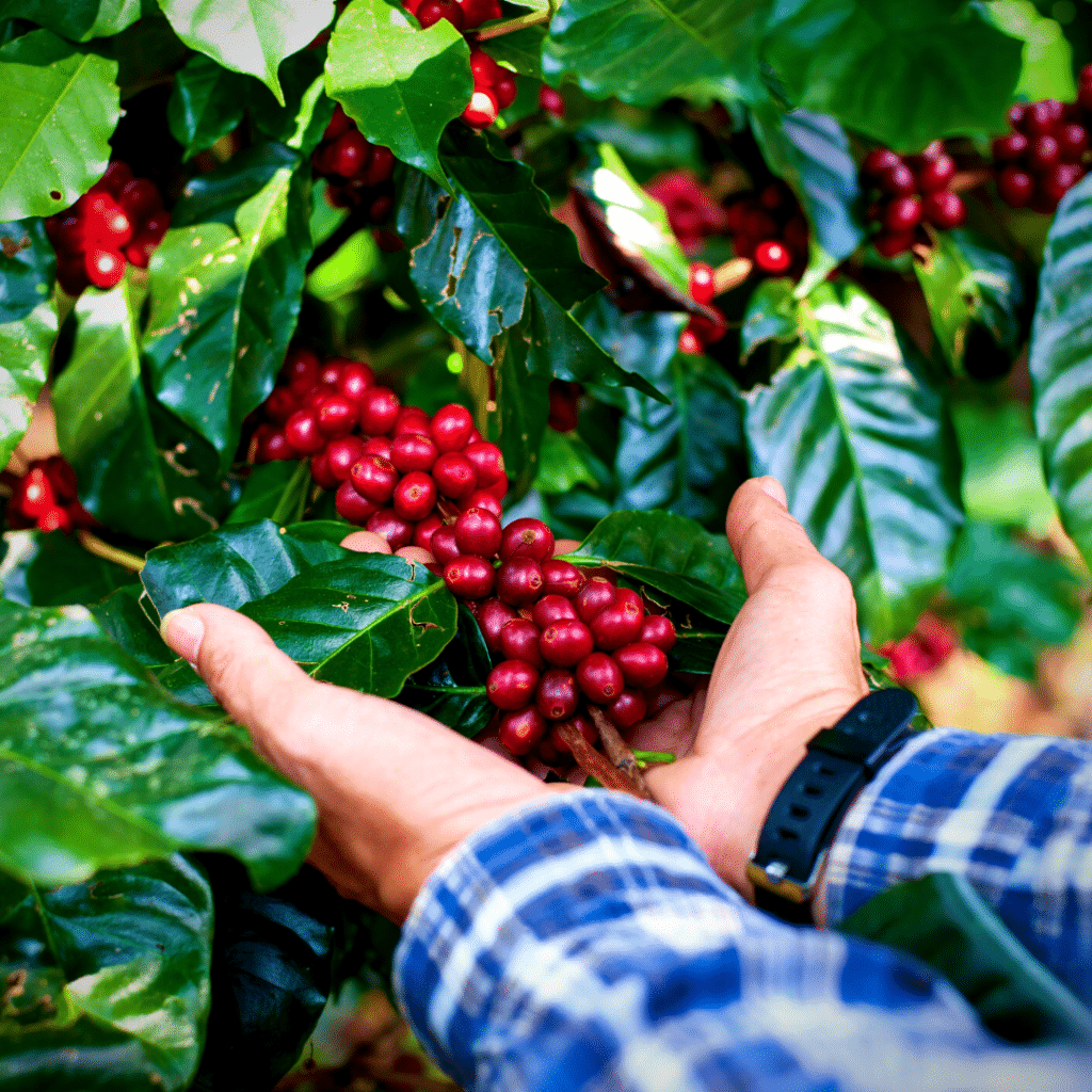 single origin coffee