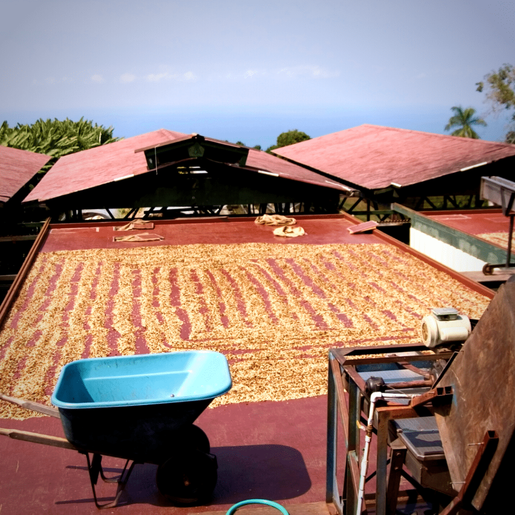 best kona coffee