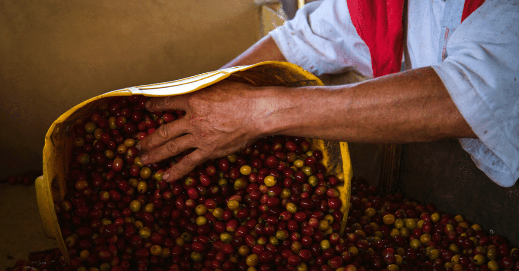 best coffee from Colombia
